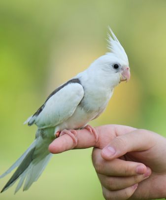 Birds Sale Purchase