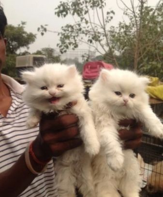 Cat Sale Purchase
